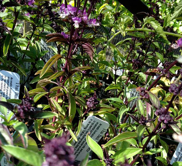 Spiral Gardens Herb Bed